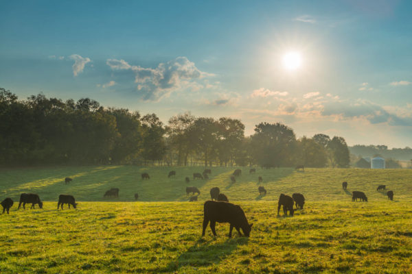 Cows in paddock